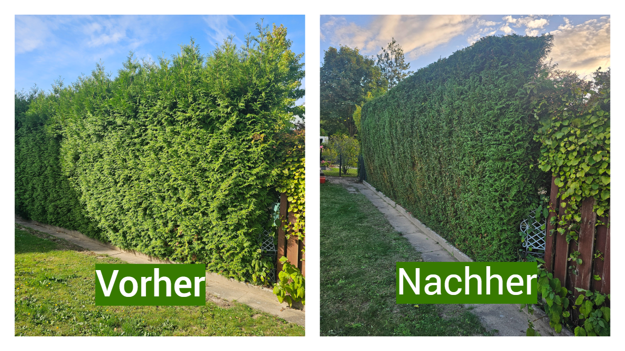 Yew-Hecke vor dem Formschnitt: stark verwachsen, breite Ausläufer