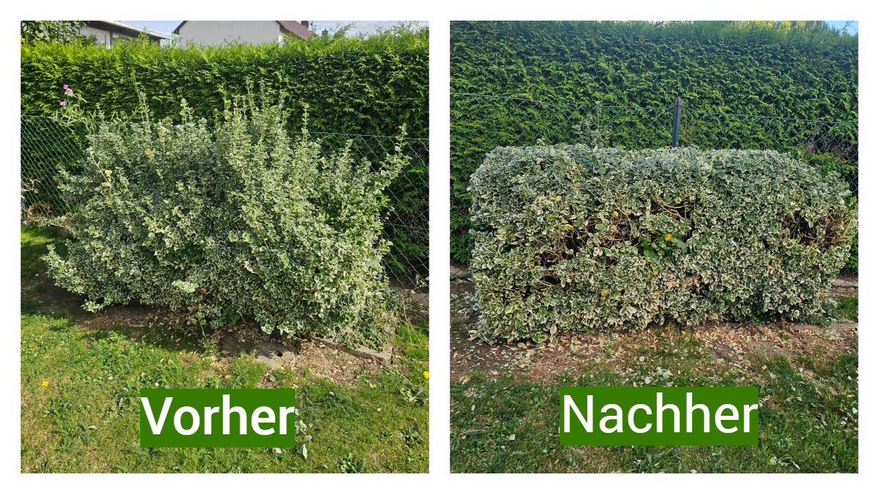 Kirschlorbeer-Hecke vor dem Rückschnitt: hoch und breit gewachsen