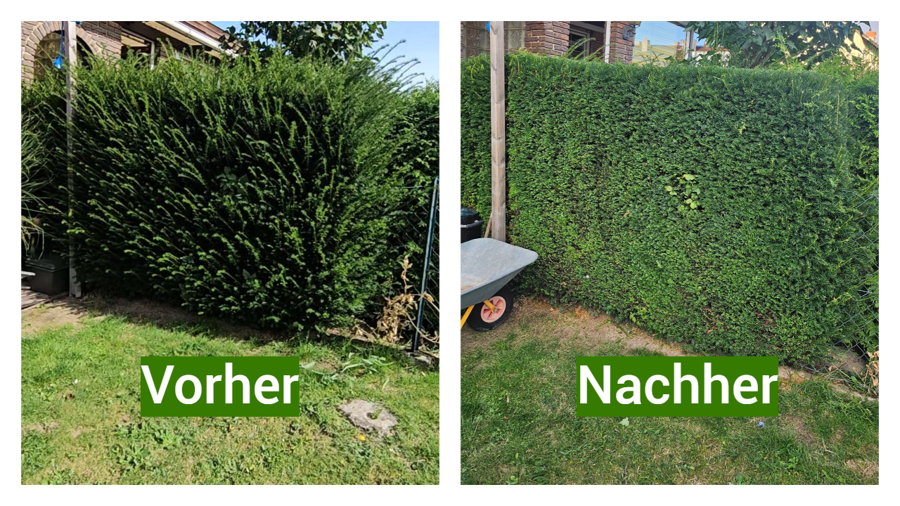 Thuja-Hecke vor dem Schnitt: überstehende Triebe, unklare Oberkante