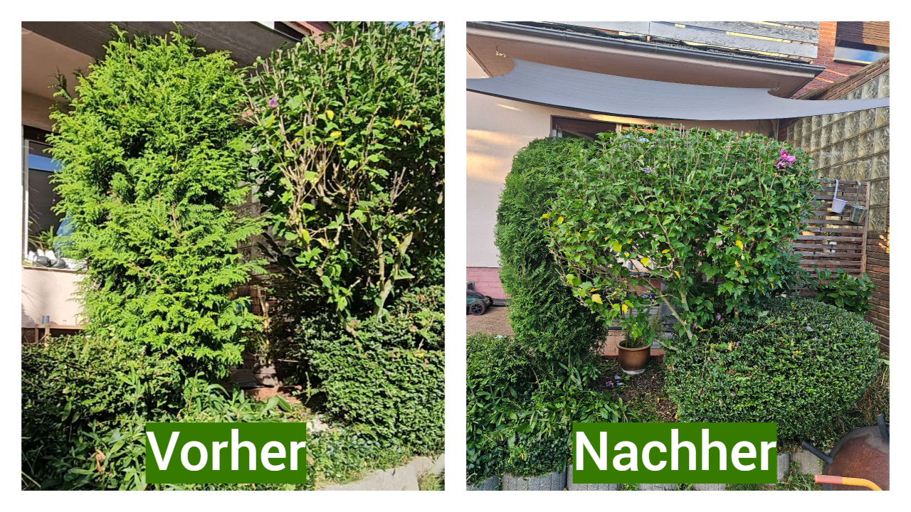 Hecke und Sträucher vor der Pflege: zugewachsen, wenig Licht
