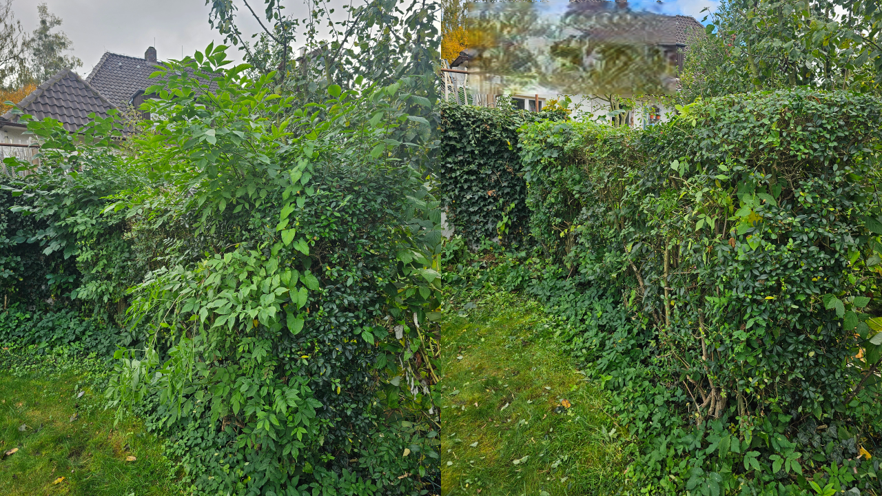 Dieser Heckenschnitt wurde in Bückeburg durchgeführt. Die Hecke wurde fachgerecht zurückgeschnitten, begradigt und in Form gebracht. Wie bei allen Projekten übernehmen wir auch hier die vollständige Entsorgung des Schnittguts. Wir sind täglich in Bückeburg, Rinteln, Stadthagen, Obernkirchen, Bad Eilsen, Porta Westfalica, Ahnsen, Luhden, Helpsen, Lindhorst und der gesamten Schaumburger Region im Einsatz.