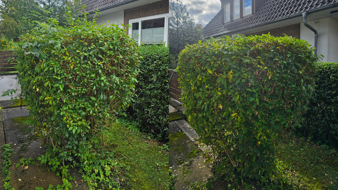 Dieser Heckenschnitt wurde in Bückeburg durchgeführt. Die Hecke wurde fachgerecht zurückgeschnitten, begradigt und in Form gebracht. Wie bei allen Projekten übernehmen wir auch hier die vollständige Entsorgung des Schnittguts. Wir sind täglich in Bückeburg, Rinteln, Stadthagen, Obernkirchen, Bad Eilsen, Porta Westfalica, Ahnsen, Luhden, Helpsen, Lindhorst und der gesamten Schaumburger Region im Einsatz.