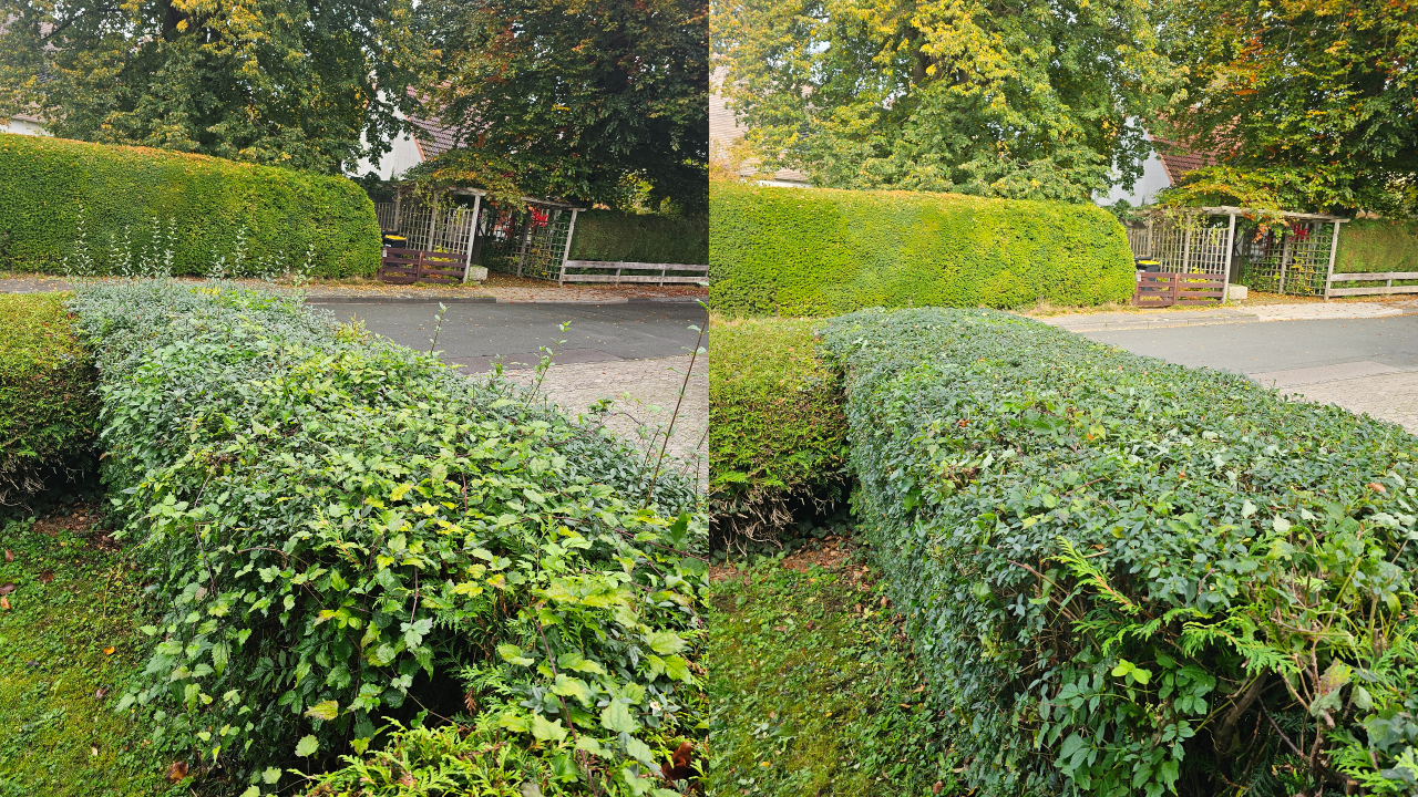 Dieser Heckenschnitt wurde in Bückeburg durchgeführt. Die Hecke wurde fachgerecht zurückgeschnitten, begradigt und in Form gebracht. Wie bei allen Projekten übernehmen wir auch hier die vollständige Entsorgung des Schnittguts. Wir sind täglich in Bückeburg, Rinteln, Stadthagen, Obernkirchen, Bad Eilsen, Porta Westfalica, Ahnsen, Luhden, Helpsen, Lindhorst und der gesamten Schaumburger Region im Einsatz.