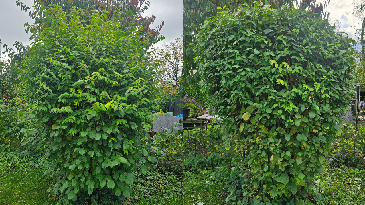 Dieser Heckenschnitt wurde in Bückeburg durchgeführt. Die Hecke wurde fachgerecht zurückgeschnitten, begradigt und in Form gebracht. Wie bei allen Projekten übernehmen wir auch hier die vollständige Entsorgung des Schnittguts. Wir sind täglich in Bückeburg, Rinteln, Stadthagen, Obernkirchen, Bad Eilsen, Porta Westfalica, Ahnsen, Luhden, Helpsen, Lindhorst und der gesamten Schaumburger Region im Einsatz.