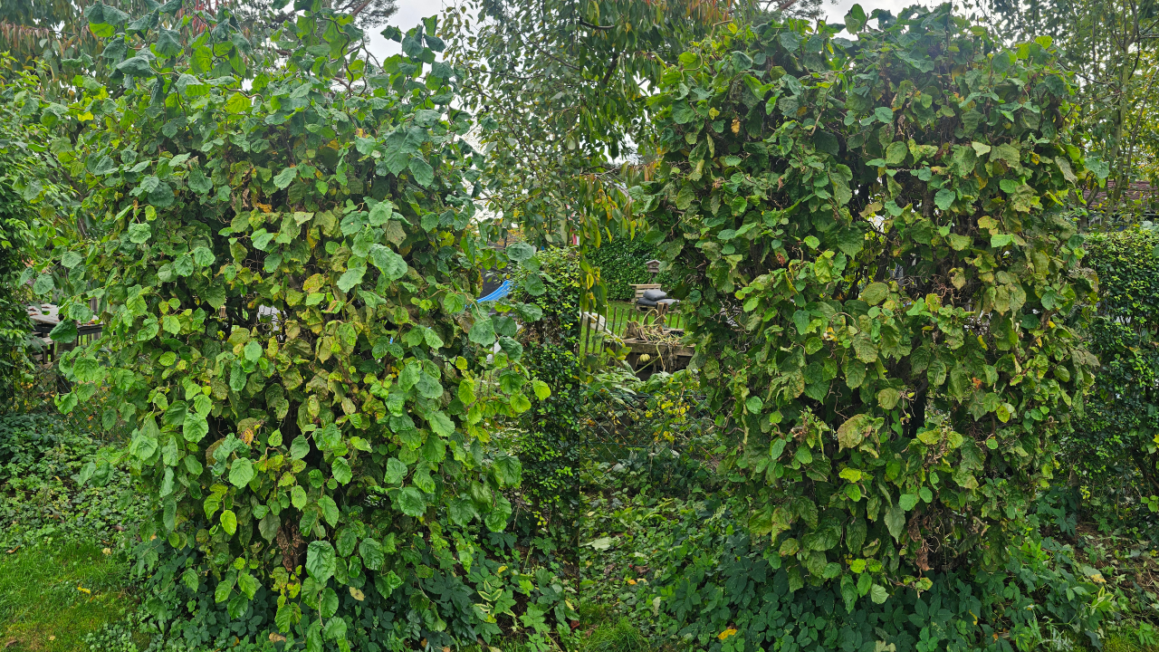 Dieser Heckenschnitt wurde in Bückeburg durchgeführt. Die Hecke wurde fachgerecht zurückgeschnitten, begradigt und in Form gebracht. Wie bei allen Projekten übernehmen wir auch hier die vollständige Entsorgung des Schnittguts. Wir sind täglich in Bückeburg, Rinteln, Stadthagen, Obernkirchen, Bad Eilsen, Porta Westfalica, Ahnsen, Luhden, Helpsen, Lindhorst und der gesamten Schaumburger Region im Einsatz.