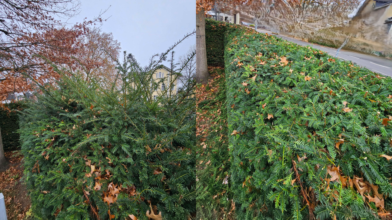 Fachgerechter Heckenschnitt in Bückeburg und Umgebung: Wir schneiden, formen und pflegen Hecken sauber und präzise – inklusive Entsorgung des Schnittguts. Einsatzgebiet: Bückeburg, Stadthagen, Rinteln, Bad Eilsen, Ahnsen, Luhden, Obernkirchen, Porta Westfalica, Minden, Lindhorst, Helpsen und Seggebruch.
