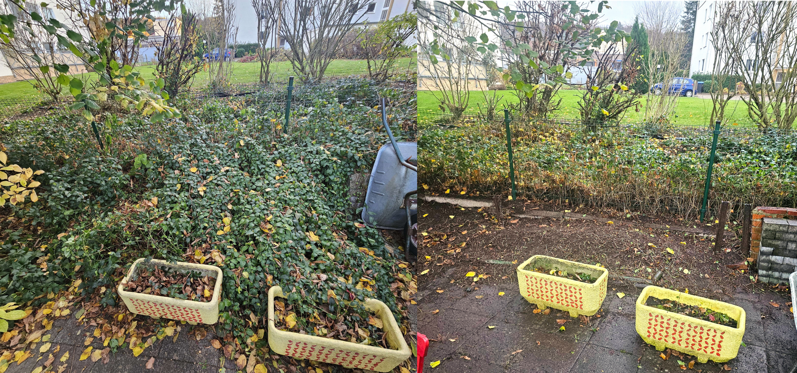 Vorher-Nachher-Bild einer freigeschnittenen Beetfläche nach Gartenpflege