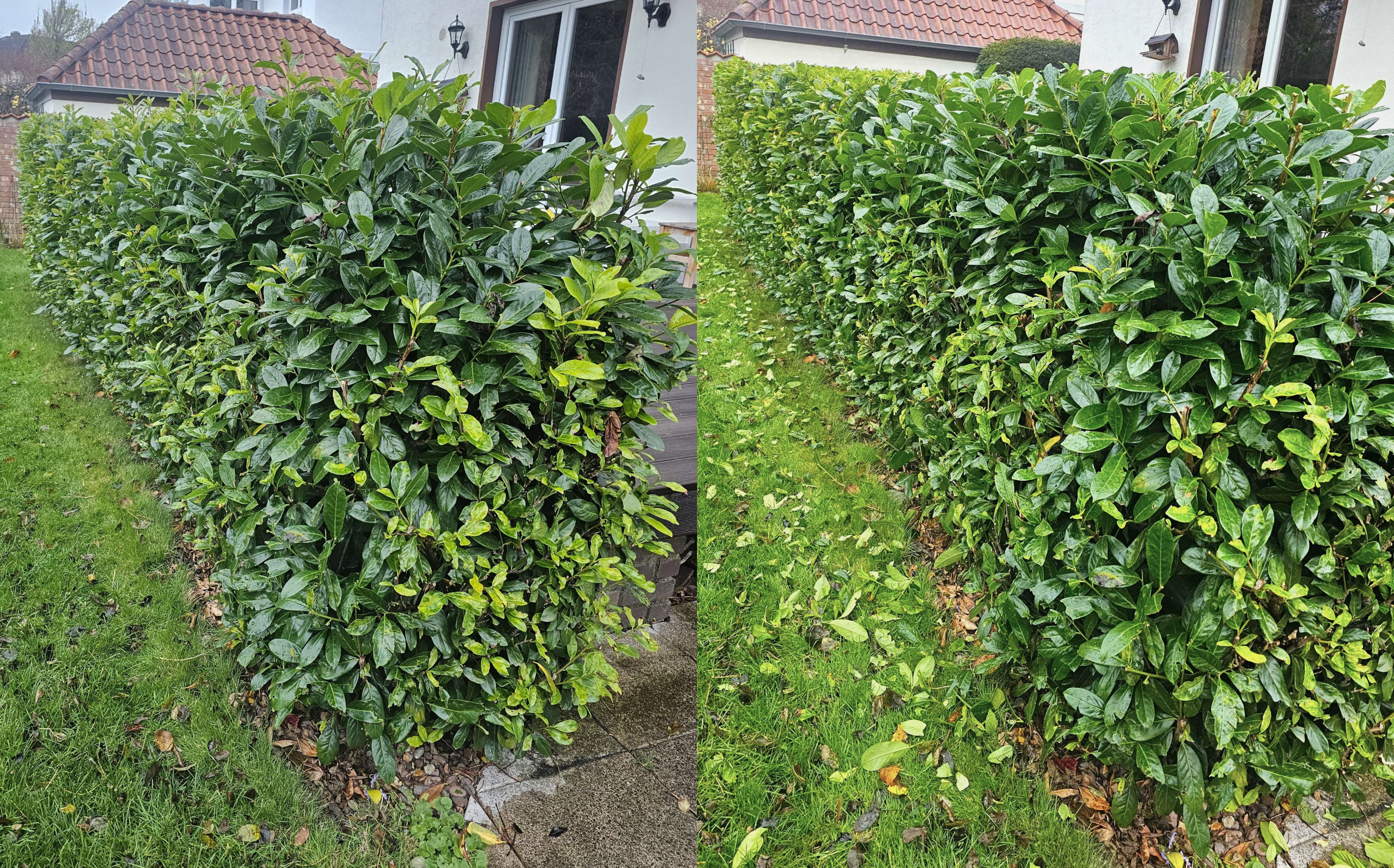 Vorher-Nachher-Bild einer Hecke nach professionellem Heckenschnitt