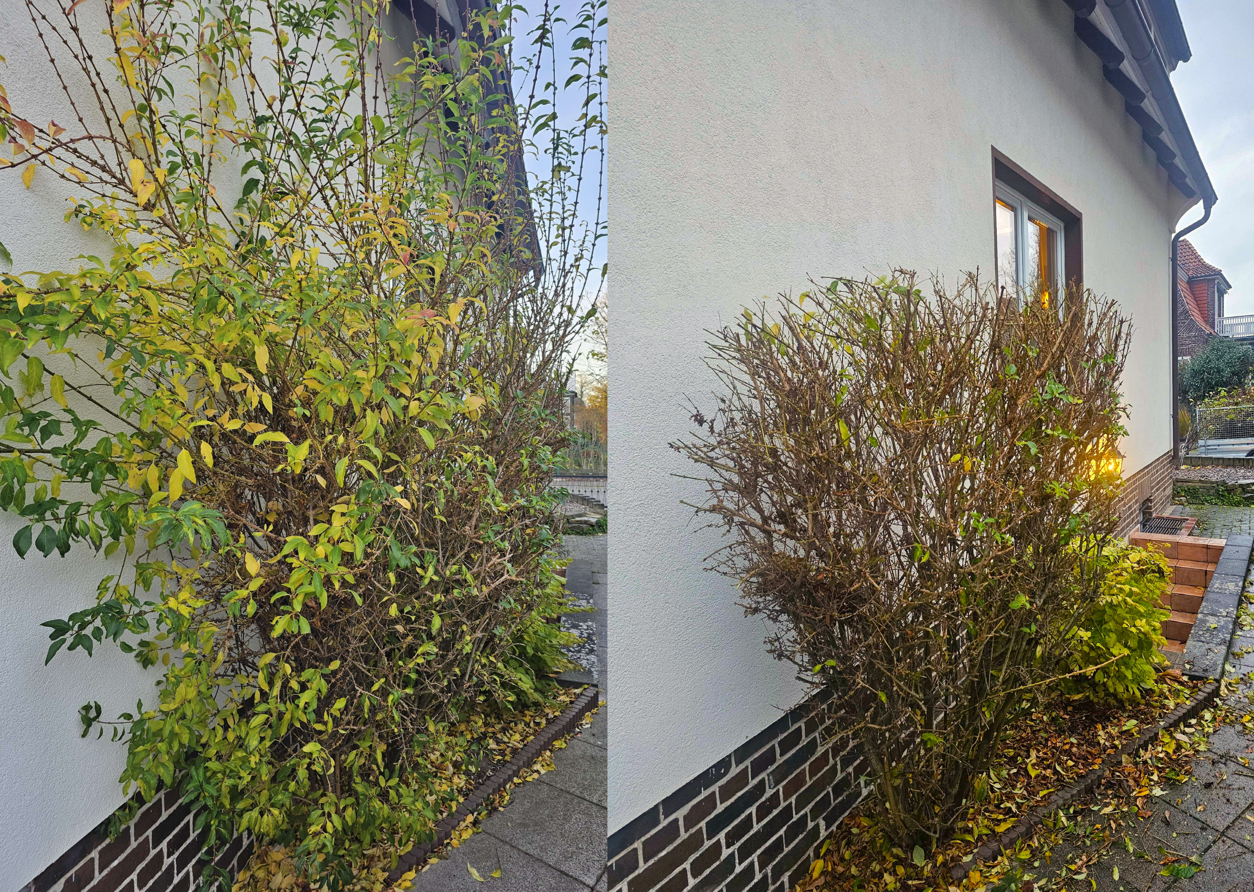 Vorher-Nachher-Bild eines Strauchs an einer Hauswand nach Rückschnitt