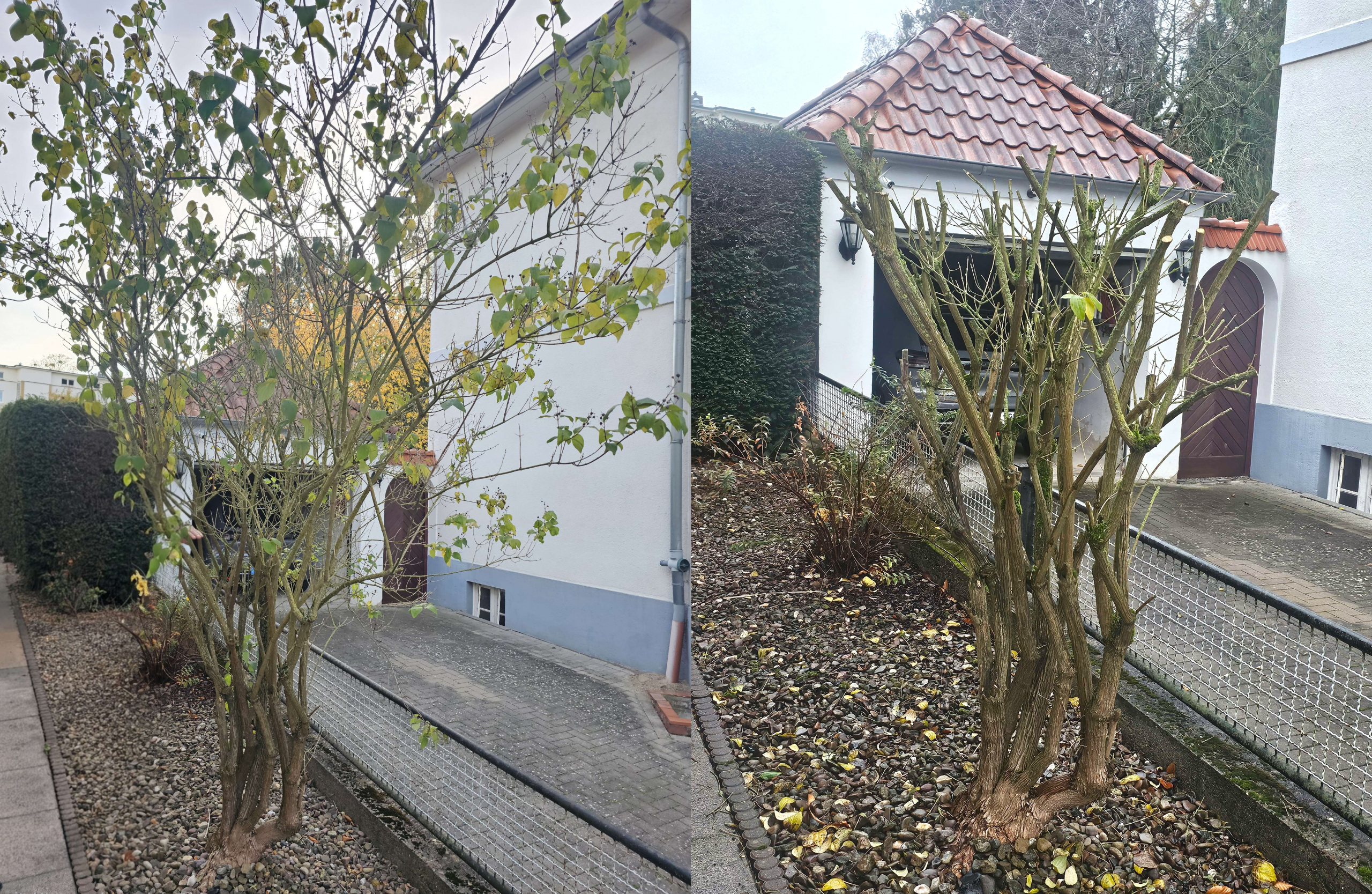 Vorher-Nachher-Bild eines starken Strauchschnitts durch Gartenpflege Popaj
